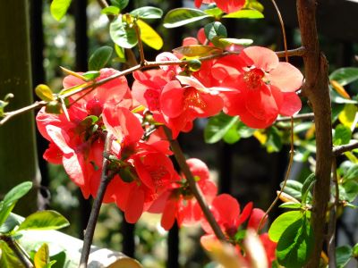 心行寺の木瓜の花
