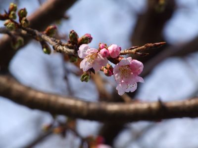 荏田小学校のさくら

