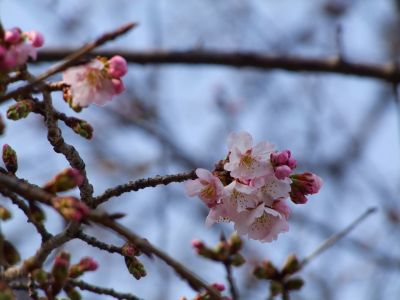 荏田小学校のさくら
