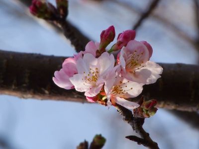 荏田小学校のさくら
