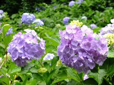 都筑中央公園ばじょじ谷戸
