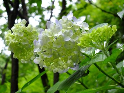 都筑中央公園ばじょじ谷戸
