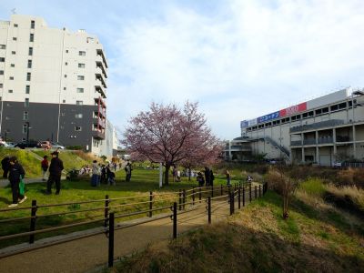 早渕川親水広場の神代曙
