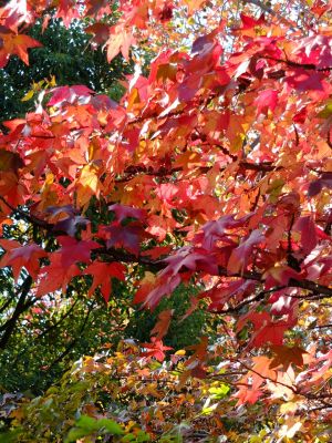 都筑ふれあいの丘の「アメリカンふう」
