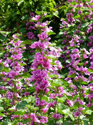 柚木の丘周辺（ゼニアオイ）
