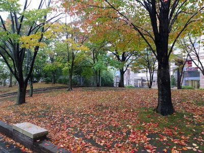 センター南港北東急前の紅葉
