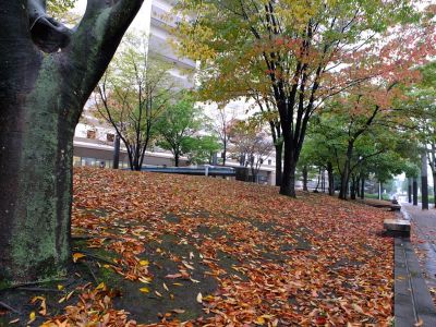 センター南港北東急前の紅葉
