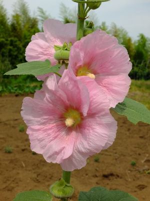 荏田南町（タチアオイ）
