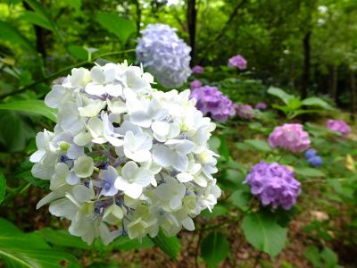 都筑中央公園のばじょうじ谷戸
