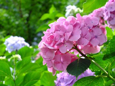 都筑中央公園のばじょうじ谷戸
