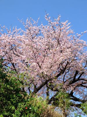 江田駅前のオオカンザクラ（大寒桜）
