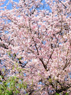 江田駅前のオオカンザクラ（大寒桜）
