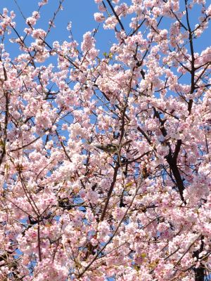 江田駅前のオオカンザクラ（大寒桜）
