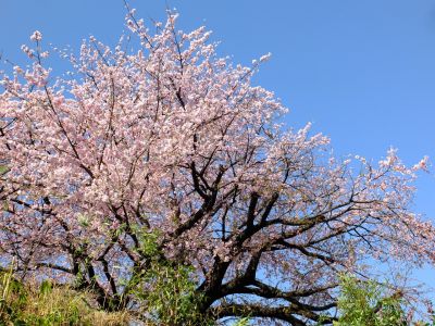 江田駅前のオオカンザクラ（大寒桜）
