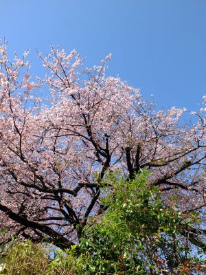 江田駅前のオオカンザクラ（大寒桜）
