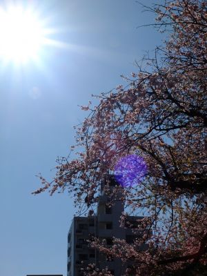 江田駅前のオオカンザクラ（大寒桜）
