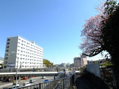 江田駅前のオオカンザクラ（大寒桜）
