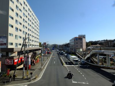 江田駅前のオオカンザクラ（大寒桜）246号
