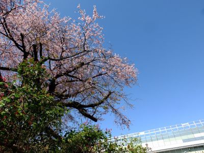 江田駅前のオオカンザクラ（大寒桜）
