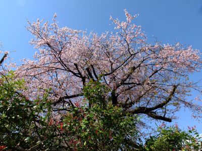 江田駅前のオオカンザクラ（大寒桜）
