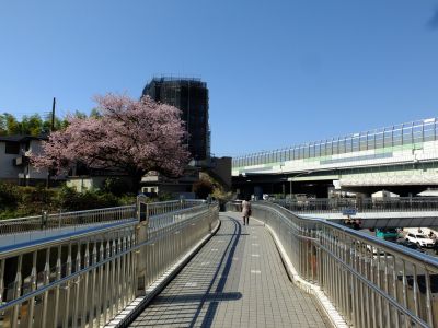 江田駅前のオオカンザクラ（大寒桜）
