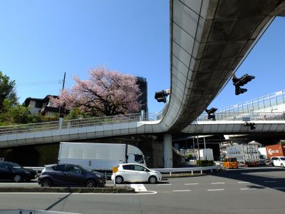 江田駅前のオオカンザクラ（大寒桜）
