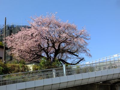 江田駅前のオオカンザクラ（大寒桜）
