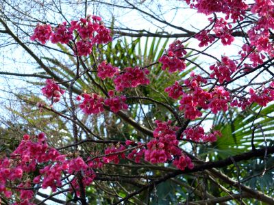 江田駅前のカンヒザク ラ（寒緋桜）
