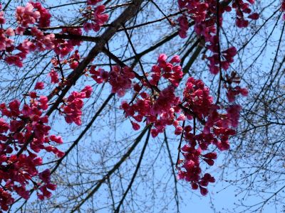 江田駅前のカンヒザク ラ（寒緋桜）
