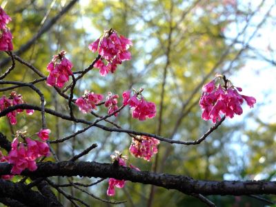 江田駅前のカンヒザク ラ（寒緋桜）
