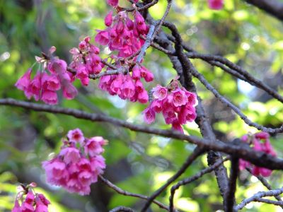 江田駅前のカンヒザク ラ（寒緋桜）
