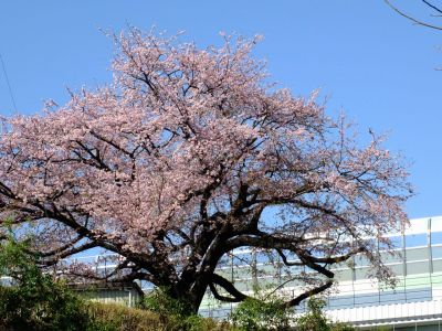 江田駅前のオオカンザクラ（大寒桜）
