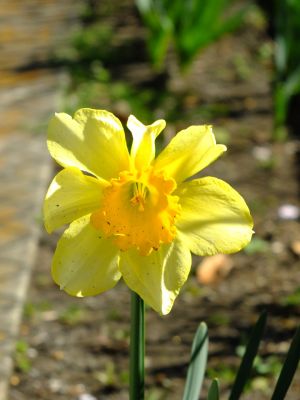 江田駅前の水仙
