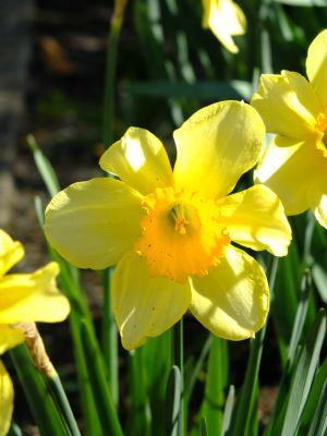 江田駅前の水仙
