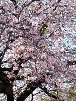 江田駅前のオオカンザクラ（大寒桜）
