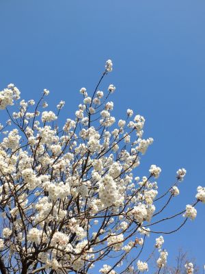 荏田南とちのき公園
