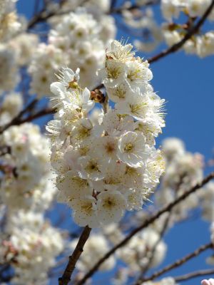荏田南とちのき公園
