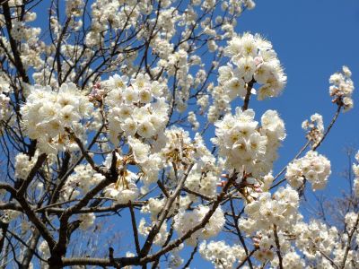 荏田南とちのき公園
