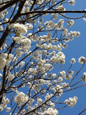 荏田南とちのき公園
