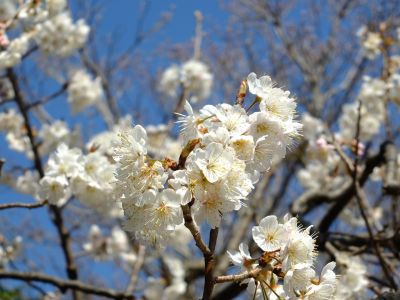 荏田南とちのき公園
