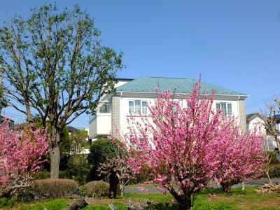 荏田南4丁目桃畑
