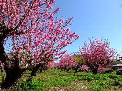 荏田南4丁目桃畑

