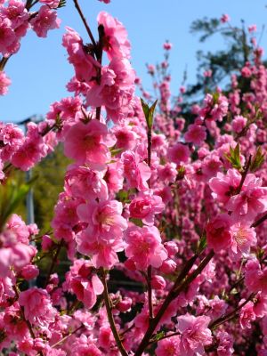 荏田南4丁目桃畑
