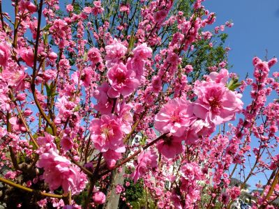 荏田南4丁目桃畑
