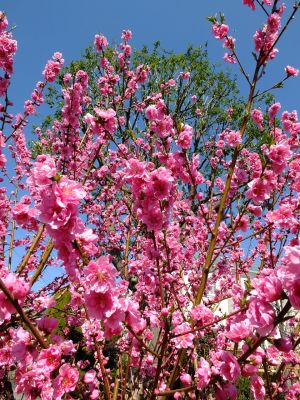 荏田南4丁目桃畑
