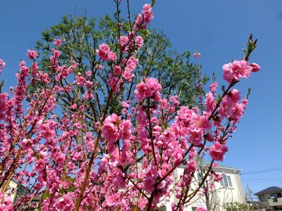 荏田南4丁目桃畑
