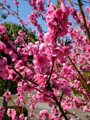 荏田南4丁目桃畑
