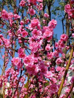 荏田南4丁目桃畑
