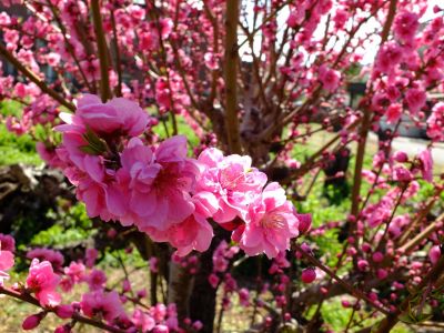 荏田南4丁目桃畑
