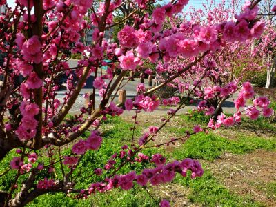 荏田南4丁目桃畑

